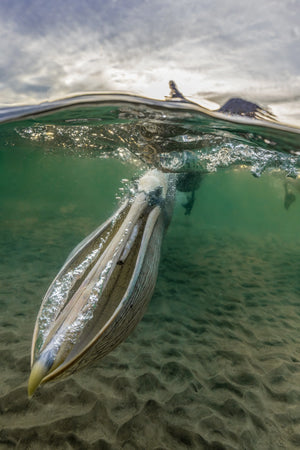 The Scoop limited edition fine art print of a brown pelican's open pouch seen from underwater in Magdalena Bay