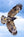 A rainforest raptor on the hunt