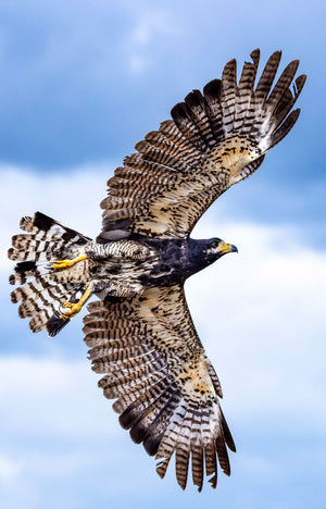A rainforest raptor on the hunt