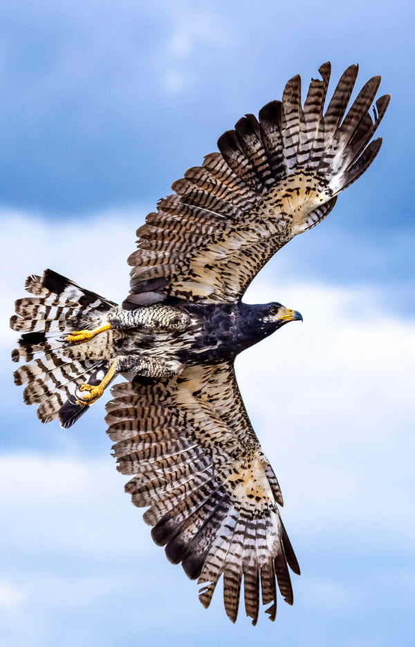 A rainforest raptor on the hunt