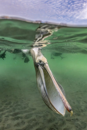 Face to Face limited edition fine art print of a brown pelican feeding underwater and looking into the camera in Magdalena Bay