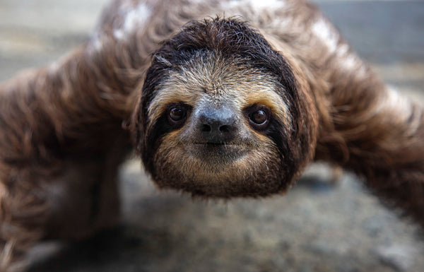 An intimate portrait of a sloth in Costa Rica