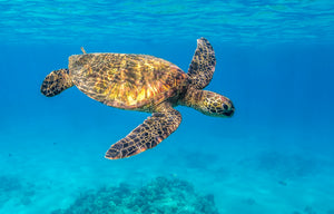 Beneath The Surface fine art print — a green sea turtle gliding through bright turquoise water above a coral reef