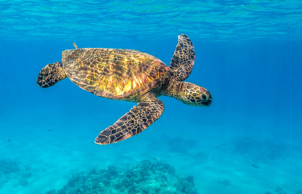 Beneath The Surface fine art print — a green sea turtle gliding through bright turquoise water above a coral reef