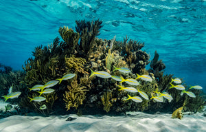 A vibrant Cayman Islands reef with golden fish and a hidden stingray