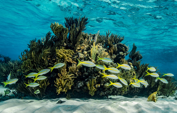 A vibrant Cayman Islands reef with golden fish and a hidden stingray