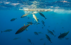 An over-under view of tuna below and diving seabirds above, offshore Costa Rica