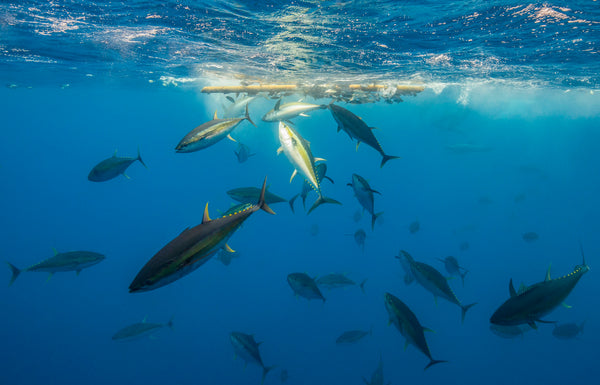 An over-under view of tuna below and diving seabirds above, offshore Costa Rica