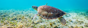 A green sea turtle drifting over seagrass in the Cayman Islands shallows