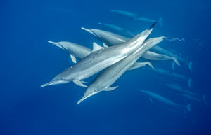 Dances With Dolphins fine art print — a pod of spinner dolphins gliding in harmony through deep-blue open ocean