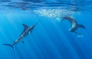 Striped marlin hunting sardines off Magdalena Bay, Mexico