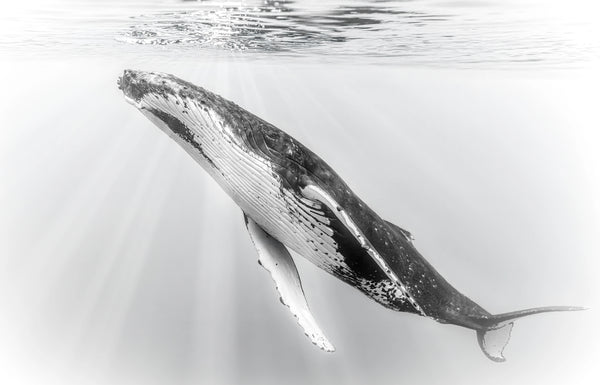 Humpback whale sleeping beneath the surface off Moorea, French Polynesia