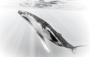 Reverie, black and white limited edition fine art print of a humpback whale sleeping beneath the surface off Moorea, French Polynesia