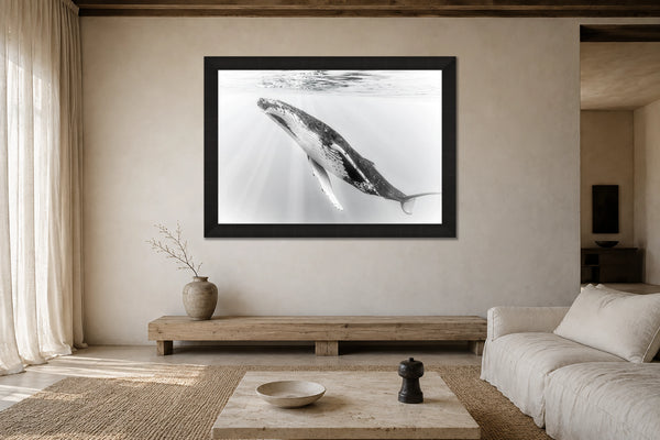 Reverie humpback whale fine art print shown framed in a room