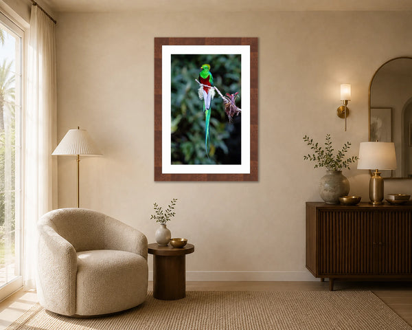 The Elusive Quetzal emerald and crimson bird print framed on a creamy wall in an elegant warm sitting room