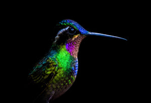 An iridescent hummingbird glowing against a pure black background