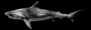 Tiger Stripes limited edition black and white fine art print of a tiger shark moving through open water