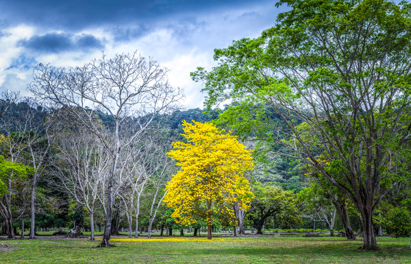Trees Of Life