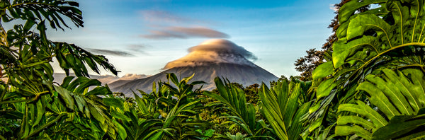 Alma De La Selva