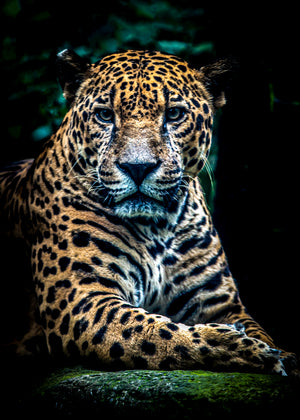 Eyes of the Jungle, portrait of a jaguar emerging from shadow in the jungle, fine art print