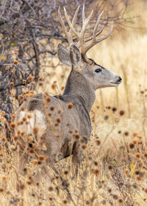 Wild Wonder, a buck with full antlers standing alert in natural surroundings, fine art print